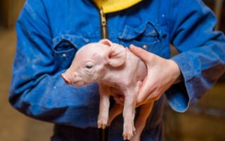 In de veehouderij moeten dieren volgens de RDA een leven kunnen leiden dat het waard is om geleefd te worden. ​beeld Cees van der Wal