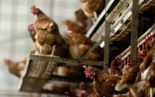 Pluimveehouders in de wijde regio van Barneveld moeten kippen binnenhouden wegens vogelgriep. beeld ANP, Sander Koning