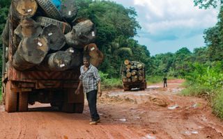 „De prachtige natuur van Suriname wordt gesloopt omdat hout en grondstoffen tegen geringe prijzen aan het buitenland verkocht worden en onbewerkt het land verlaten.” beeld iStock