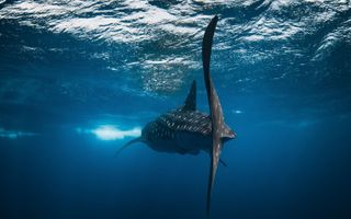De walvishaai is een bedreigde diersoort. In de hele wereld zijn er nog duizend exemplaren. In ontwikkelingslanden wordt er op gevist voor het vlees en de haaienvinnen. beeld Getty Images