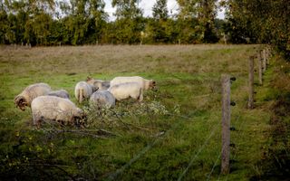 beeld ANP, Robin van Lonkhuijsen