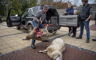 Dode schapen worden op de stoep gelegd van het provinciehuis in Assen. Volgens de eigenaar zijn ze gedood door een wolf. Het Europees Parlement heeft in november in een resolutie opgeroepen om de mogelijkheden om wolven af te schieten te verruimen. beeld ANP, Jilmer Postma