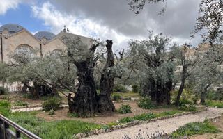 De –huidige– Hof van Gethsémané telt acht eeuwenoude, knoestige olijfbomen. ”Gat shemanim” betekent (olijf)oliepers. beeld RD