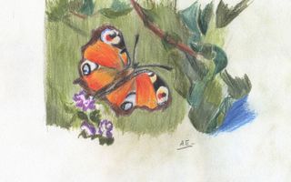 De tekening van deze vlinder –een dagpauwoog– is gemaakt met zogeheten polychromospotloden en met een HB-potlood. beeld Arjen Eversdijk