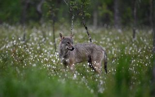 Archiefbeeld van een wolf. beeld AFP, Olivier MORIN