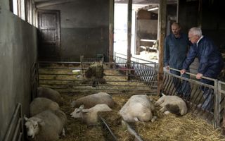Demissionair landbouwminister Piet Adema (r.) bezoekt een door blauwtong getroffen schapenhouderij.  beeld ANP, Sander Koning