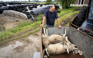 Een boer staat bij een kar met schapen die door het blauwtongvirus zijn doodgegaan. beeld ANP, Sander Koning