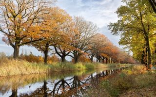 Bomen langs het Apeldoorns Kanaal, tussen Apeldoorn en Dieren 