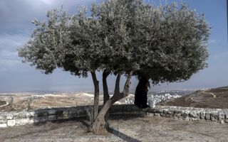 Een Palestijnse vrouw oogst vruchten van een olijfboom nabij Jeruzalem. Paulus gebruikt in Romeinen 11 het beeld van een olijfboom om de verhouding tussen Israël en de heidenen mee weer te geven. beeld EPA, Atef Safadi