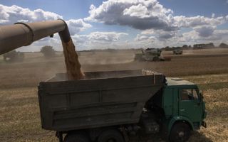 Graanoogst in de buurt van Obukhiv, niet ver van de Oekraïense hoofdstad Kyiv. Oekraïense boeren maken in vergelijking met de situatie vóór de Russische inval extra kosten om hun producten te kunnen exporteren. beeld EPA, Roman Pilipey