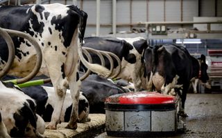 Een mestrobot zuigt koeienmest af in een stal. De installatie scheidt vaste mest en urine van elkaar waardoor de uitstoot van ammoniak tot 70 procent wordt beperkt. Beeld ANP, ROBIN VAN LONKHUIJSEN
