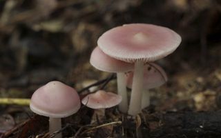 Het heksenschermpje houdt bij voorkeur van het afgevallen blad van de voorgaande jaren. Soms vormen de paddenstoel een kring, een heksenkring. beeld Wikimedia