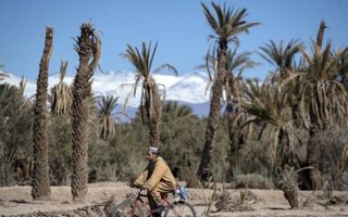 Oases in Marokko, belangrijk tegen de verwoestijning, lijden onder hoge temperaturen.​ beeld AFP, Fadel Senna