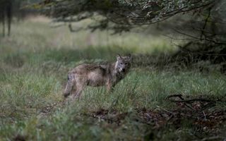 Nederland is een diersoort rijker, de wolf, maar andere soorten verdwijnen juist. beeld Otto Jelsma