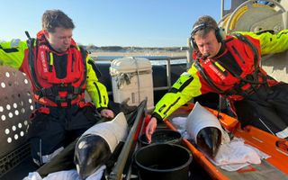 Twee mannen op een boot. Tussen hen in liggen twee bruinvissen in handdoeken gewikkeld en tussen de dieren staan twee emmers om ze nat te houden.