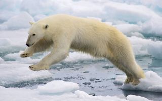 Door de klimaatverandering kan de ijsbeer in 2100 zijn uitgestorven. beeld Wikimedia