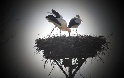 Ooievaars op hun nest. beeld VidiPhoto