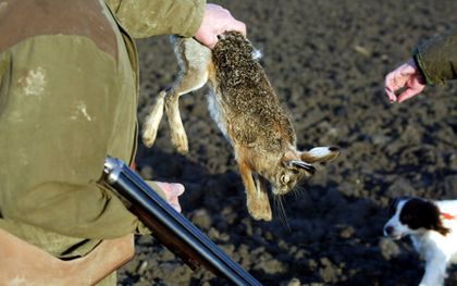 Minister Van der Wal beperkt het afschieten van hazen en konijnen, omdat hun aantallen sterk afnemen. Volgens jagers kloppen de tellingen echter niet waarop dat is gebaseerd. beeld ANP, Koen Suyk