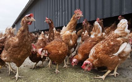 Kippen in een uitloop. In het oosten en zuiden van het land is ophokken momenteel niet verplicht. beeld ANP, Olaf Kraak​