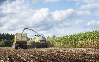 „Boeren oogsten nu vroegtijdig de onvolgroeide maïs.” beeld iStock