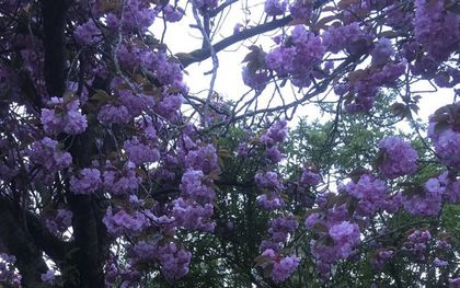 Celia van Duijn. beeld Familie Van Duijn