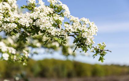 Het leven zou zich hebben ontwikkeld volgens „de wetmatige basisstructuur van het heelal, de eigenschappen van fundamentele bouwstenen en de natuurkrachten.” beeld André Dorst