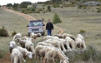 Talrijke schapen zijn het slachtoffer van de huidige, strikte EU-bescherming van wolven. beeld AFP, Remy Gabalda