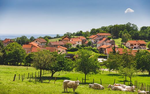 Frankrijk maakt zich vanwege vergrijzing in de landbouw zorgen over voedselzekerheid en de leefbaarheid van het platteland. Foto: koeien in het oostelijke departement Ain.  beeld iStock
