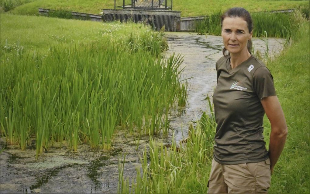 Muskusrattenvanger Henny Borst bij een slootje in de buurt van het Friese Gerkesklooster. Eenden en meerkoeten hebben kronkelige sporen achtergelaten. Muskusratten laten kaarsrechte banen achter. beeld Theo Haerkens