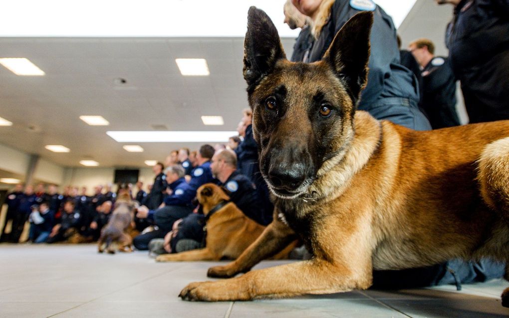 Zoekhonden bij terugkomst op Schiphol, na een missie in Nepal in 2015. beeld ANP, Robin van Lonkhuijsen