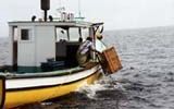 Een kreeftenvisser in actie op de St. Lawrence Bay in Canada. De vissers mogen maar een beperkte tijd een beperkte hoeveelheid kreeften vangen. Toch is de business lucratief.Â¶ - Foto RD