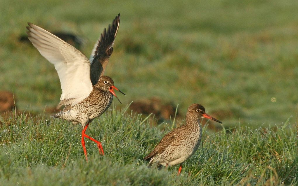 Twee bruine vogels met oranje snavel en poten lopen door het gras. De meest linkse vogel heeft zijn vleugels gespreid en gaat opvliegen.