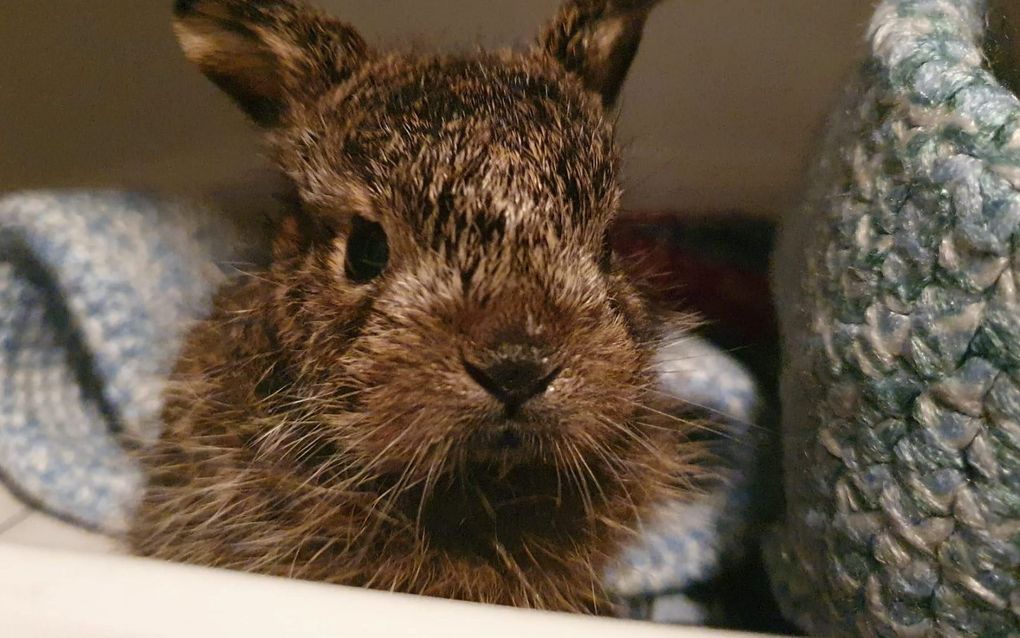 Het is beter een jong haasje in het veld te laten liggen, tenzij het gewond is. beeld Dierenbescherming