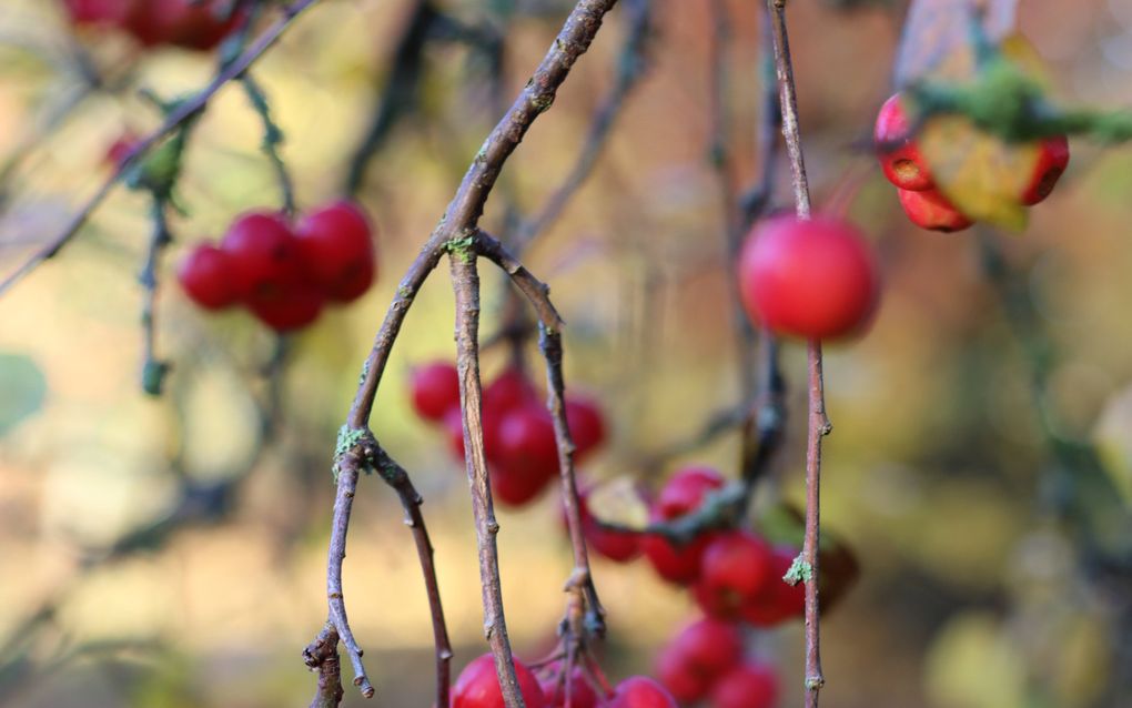 Tak met oranjerode mini-appeltjes eraan.