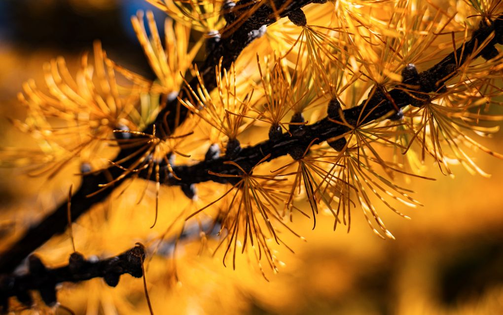 De naalden van de gele lariks van heel dichtbij gezien.