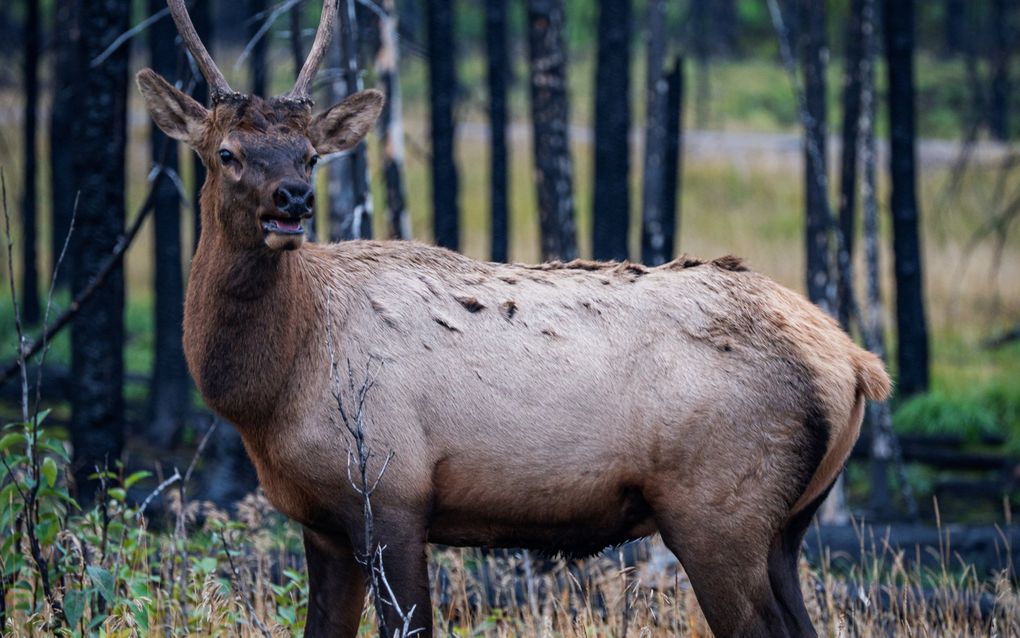 Een bruin hert met zijn kop gericht naar de camera.