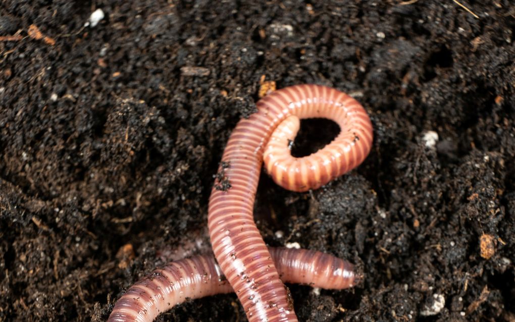 Een bruinbeige worm ligt op bruine grond.
