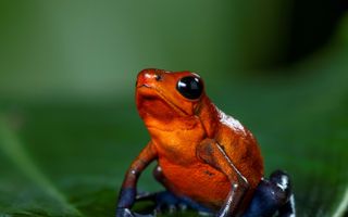 Een felrode kikker met blauwe poten zit op een groen blad.