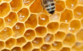 Een geel-zwart gestreept diertje zit met zijn kopje in een zeskantige holte van geel materiaal.