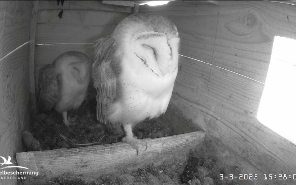 Een paartje kerkuilen is live te volgen. beeld Beleef de Lente, Vogelbescherming