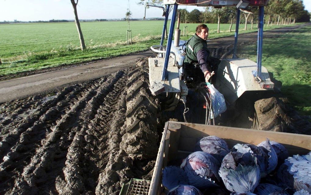 Volgens het Landbouw Economisch Instituut schiet de beloning van landbouw tekort. Foto ANP