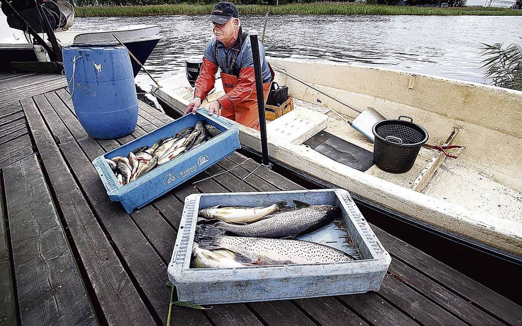 KARLSTAD. De Zweedse zoetwatervisser Måns Bagge wil dat er meer fosfaat in het viswater komt omdat de visstand in meren als Vänern sterk terugloopt. Maar milieudeskundigen zijn bang voor te weelderige algengroei als Bagge zijn zin krijgt. beeld Nya Wermla