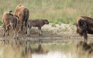 Vier dieren bij een poel in een natuurgebied. 
