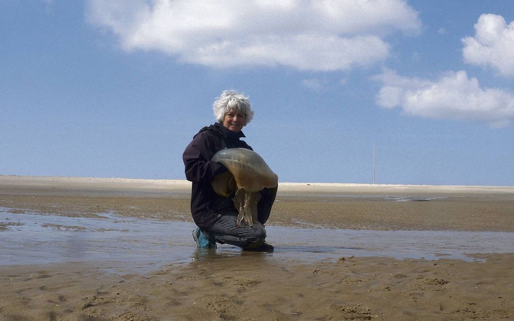 TEXEL. Sytske Dijksen, medewerker van Ecomare op Texel, met één van de reuzenkwallen die aanspoelden op het eiland. Hoewel deze reuzenkwallen er vies en eng uitzien, doen ze mensen geen kwaad.  beeld Foto Fitis