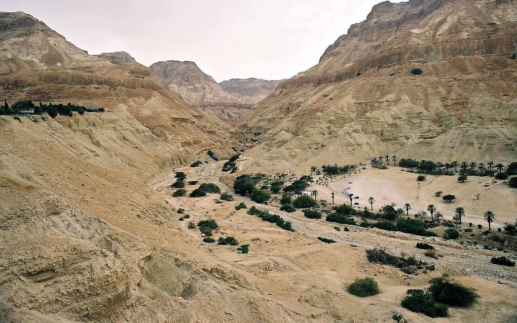 De oase Ein Gedi (Engedi) in Israël, waarover de Bijbel spreekt. beeld Alfred Muller