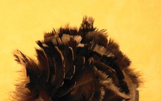 Foto van een plumeau van donkerbruine veren tegen een okergele achtergrond