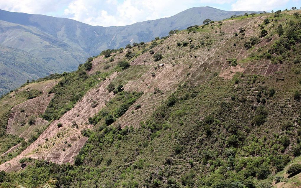 Peru is de grootste cocaproducent ter wereld. Foto EPA