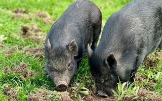 Twee varkens wroeten in de aarde.