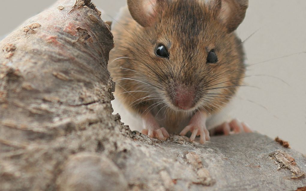 Een muisje kijkt met zwarte oogjes in de camera. Zijn snorharen zijn goed zichtbaar.