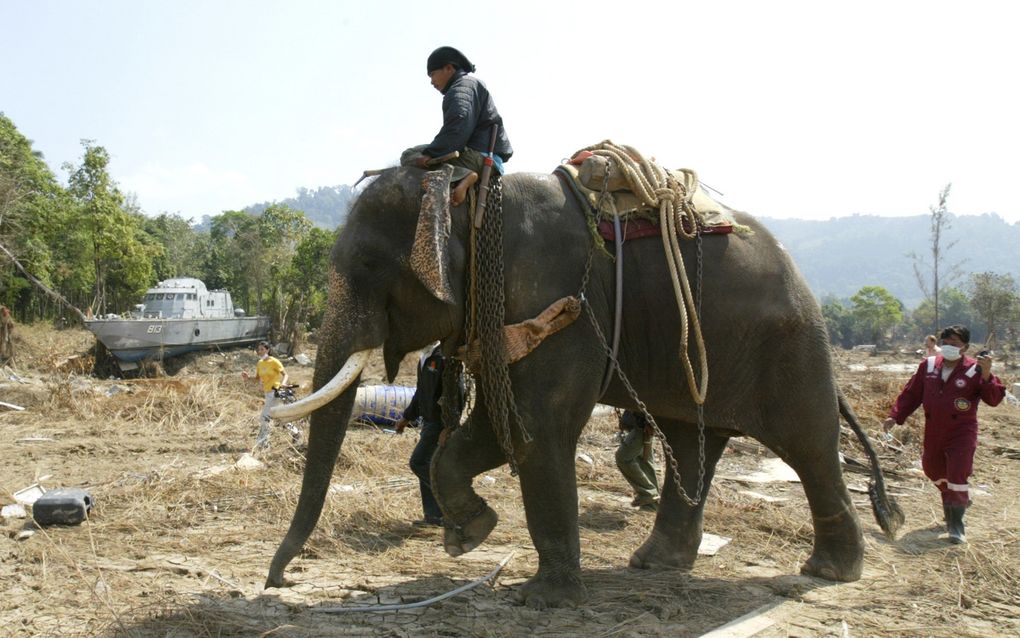 Een politieboot die door de vloedgolf op het land werd gesmeten, maakt nu deel uit van een tsunamiherdenkingspark in Thailand. beeld EPA, Narong Sangnak